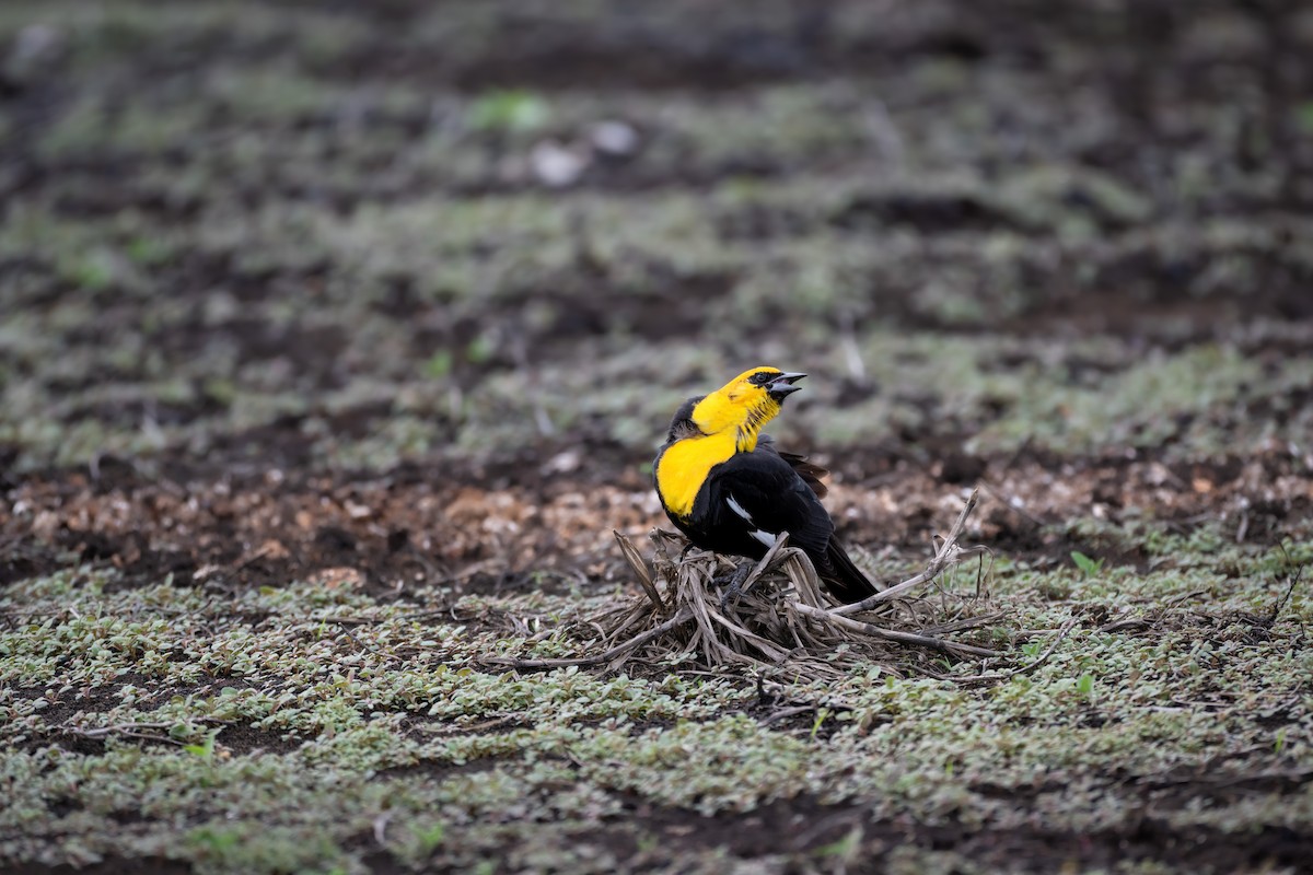 Yellow-headed Blackbird - Nahuel Medina
