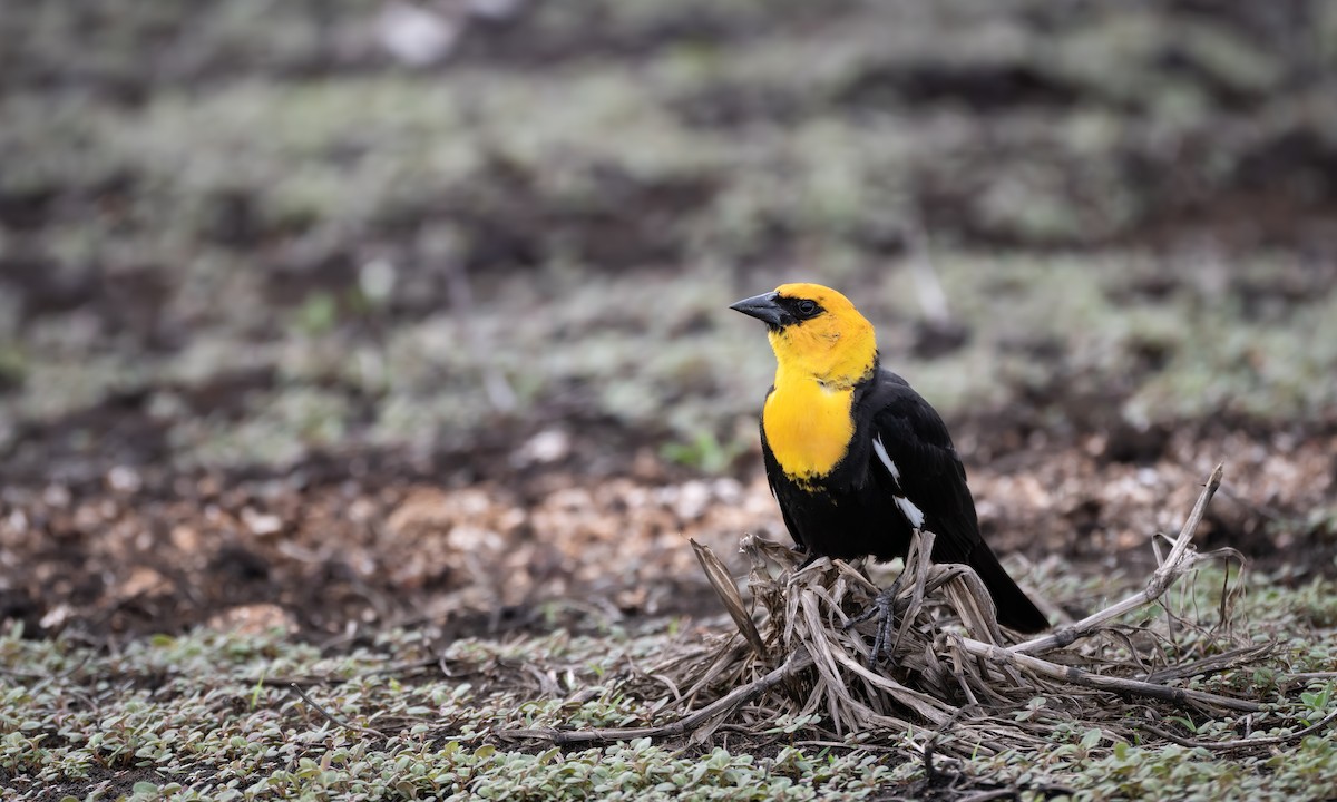 Yellow-headed Blackbird - Nahuel Medina