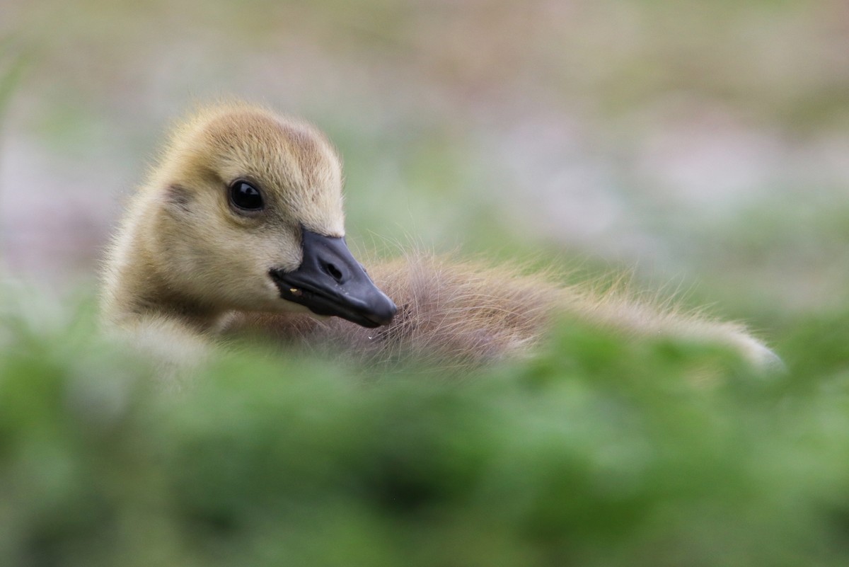 Canada Goose - Paige Savoy