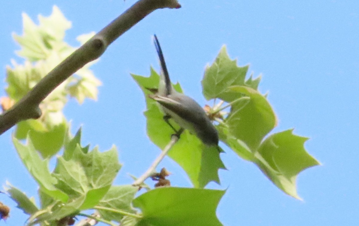 Blue-gray Gnatcatcher - ML618936234