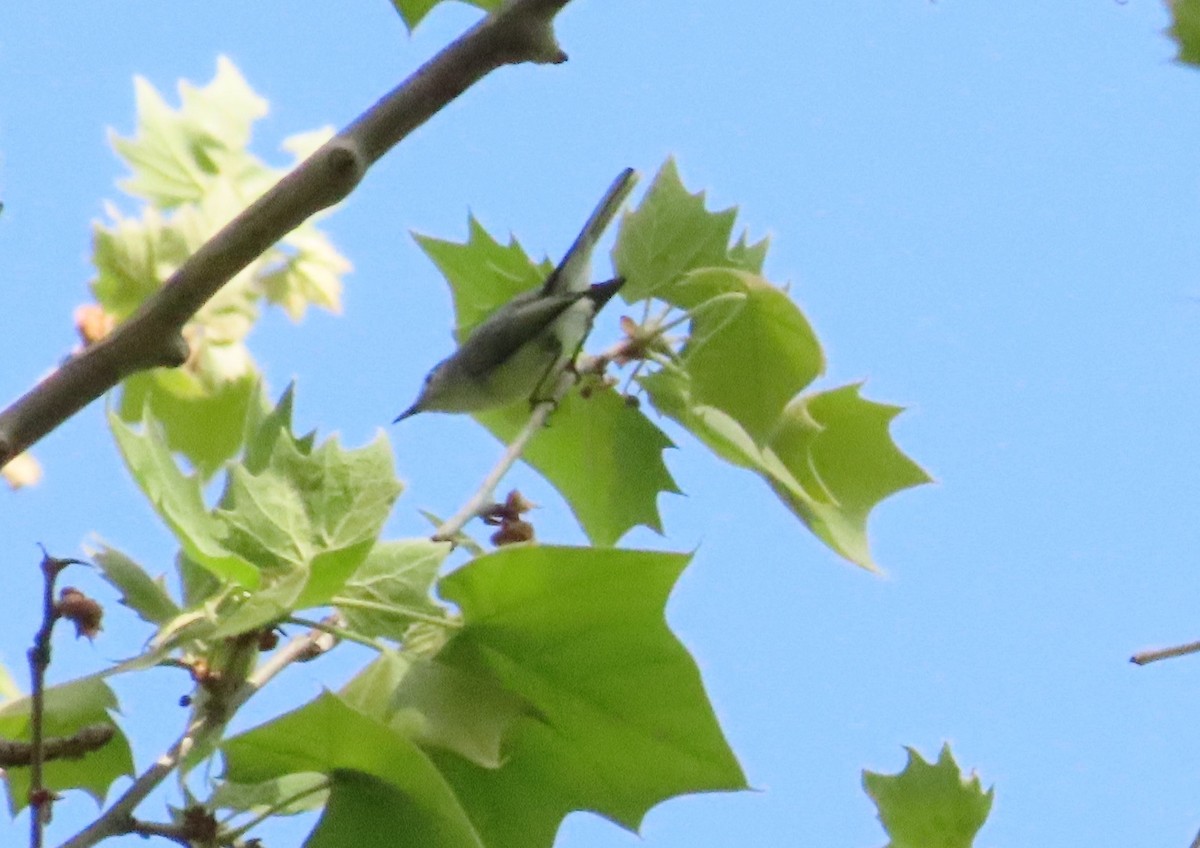 Blue-gray Gnatcatcher - ML618936236