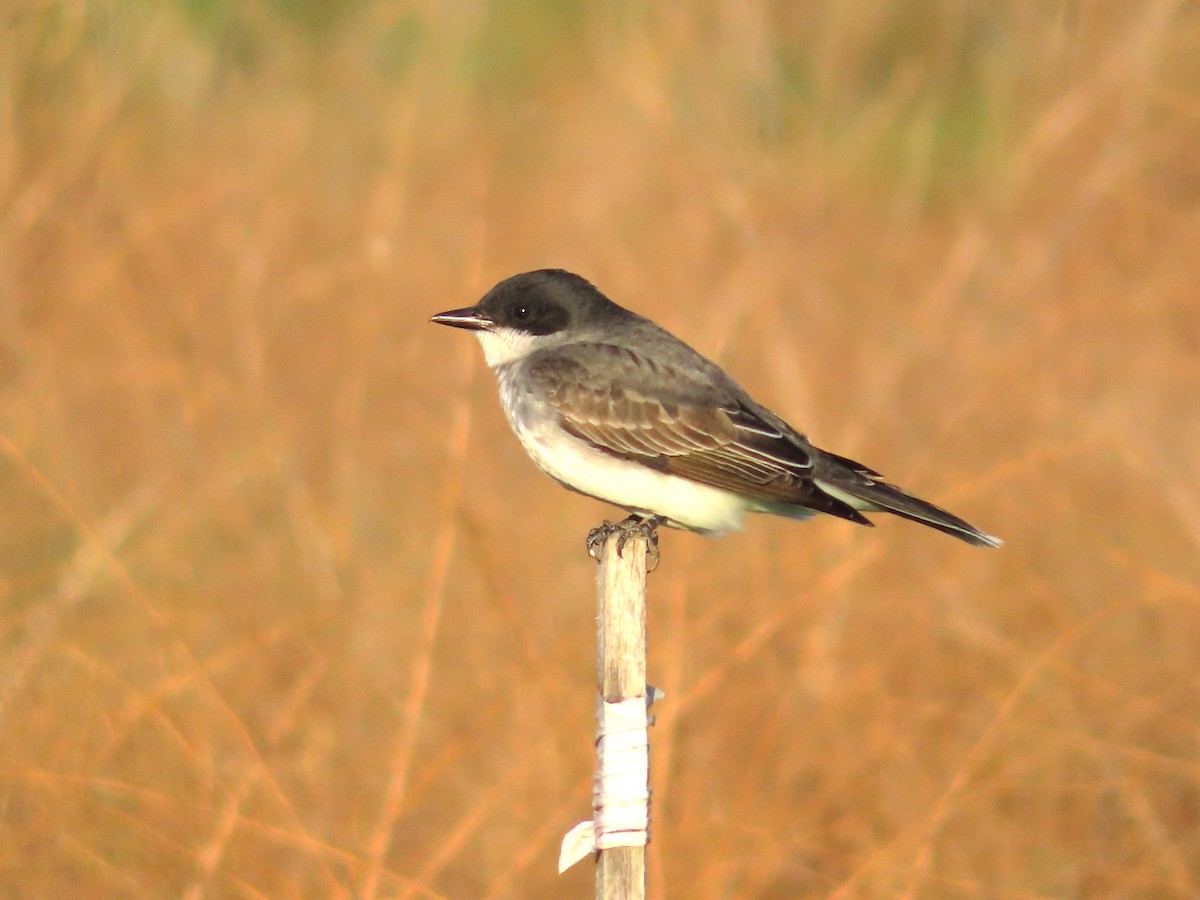 Eastern Kingbird - Shane Patterson