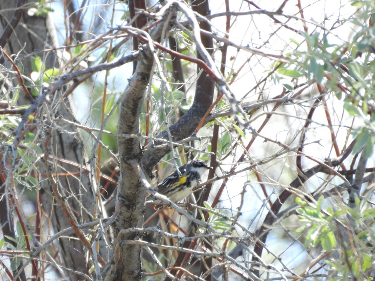 Yellow-rumped Warbler (Myrtle) - ML618936248