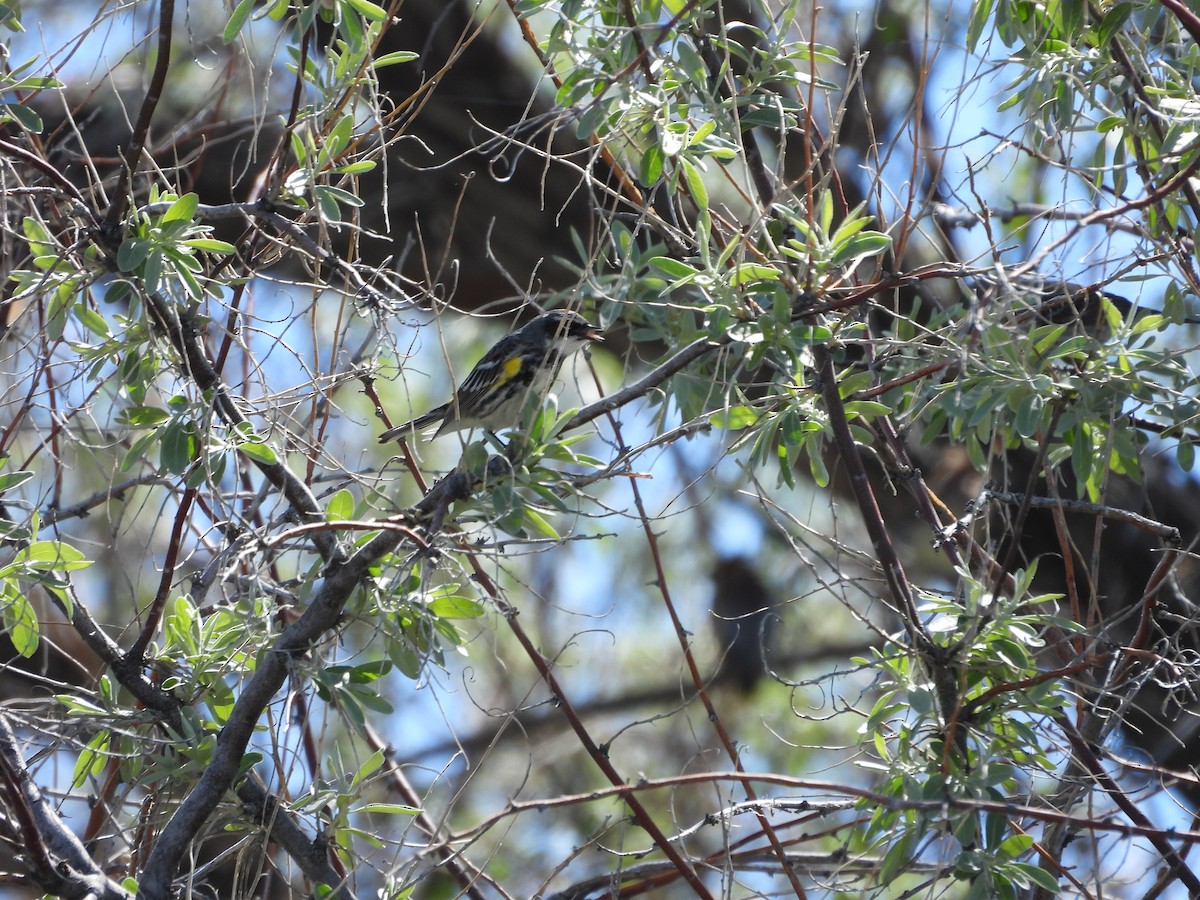 Yellow-rumped Warbler (Myrtle) - ML618936249