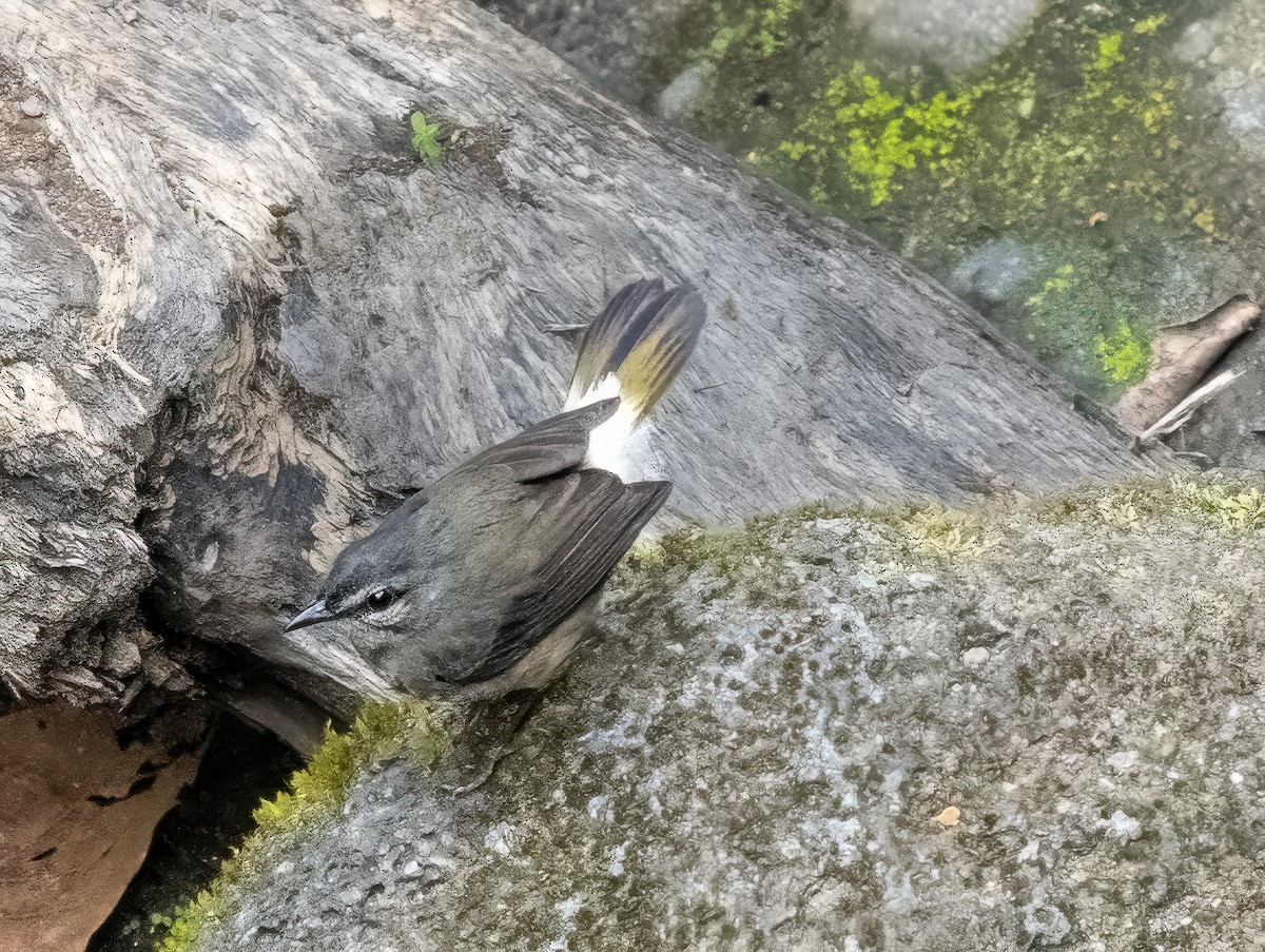 Buff-rumped Warbler - Steven Lasley