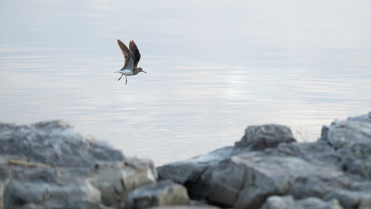 Solitary Sandpiper - Karim Bouzidi