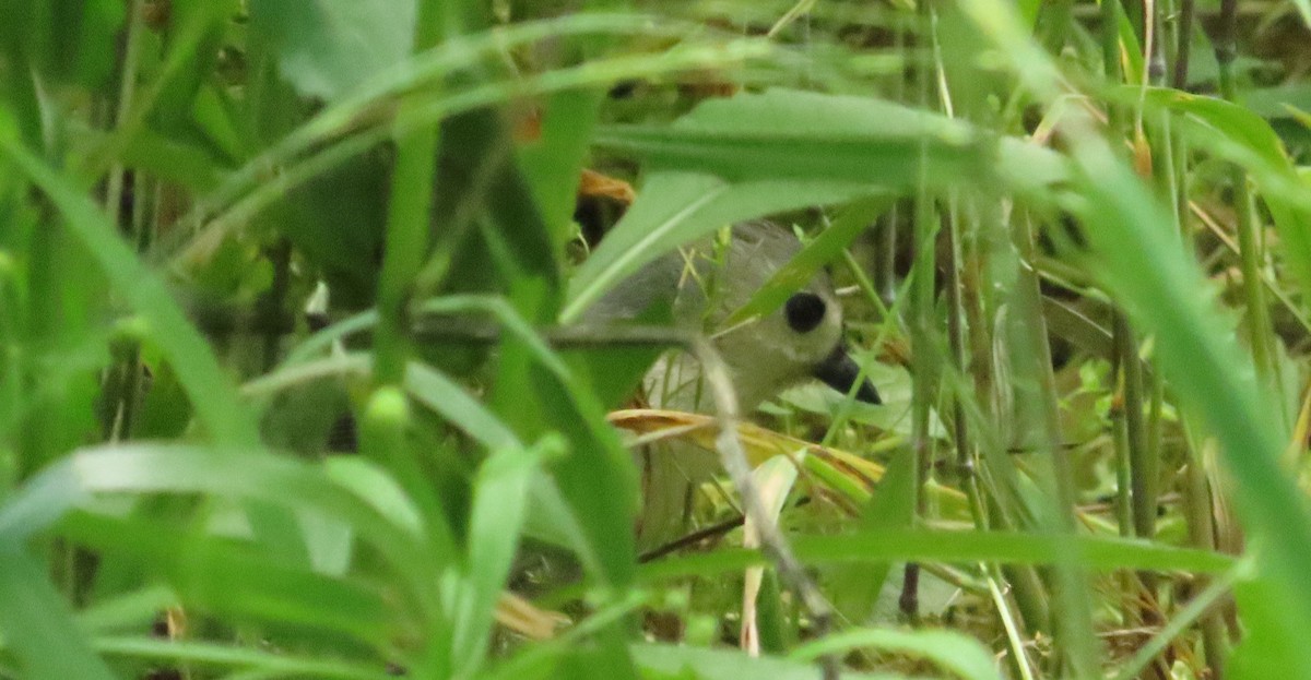 Tufted Titmouse - Anonymous