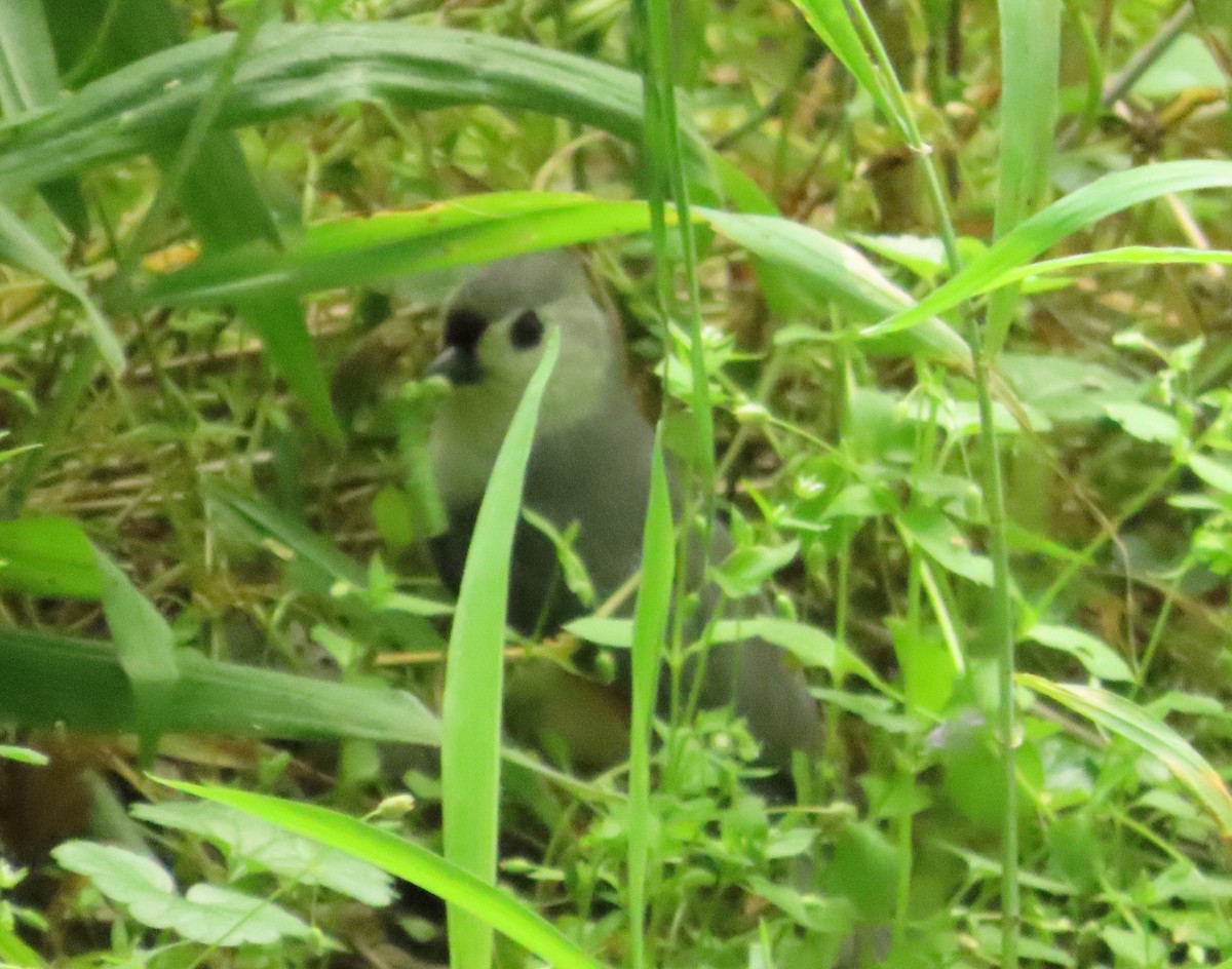 Tufted Titmouse - ML618936264