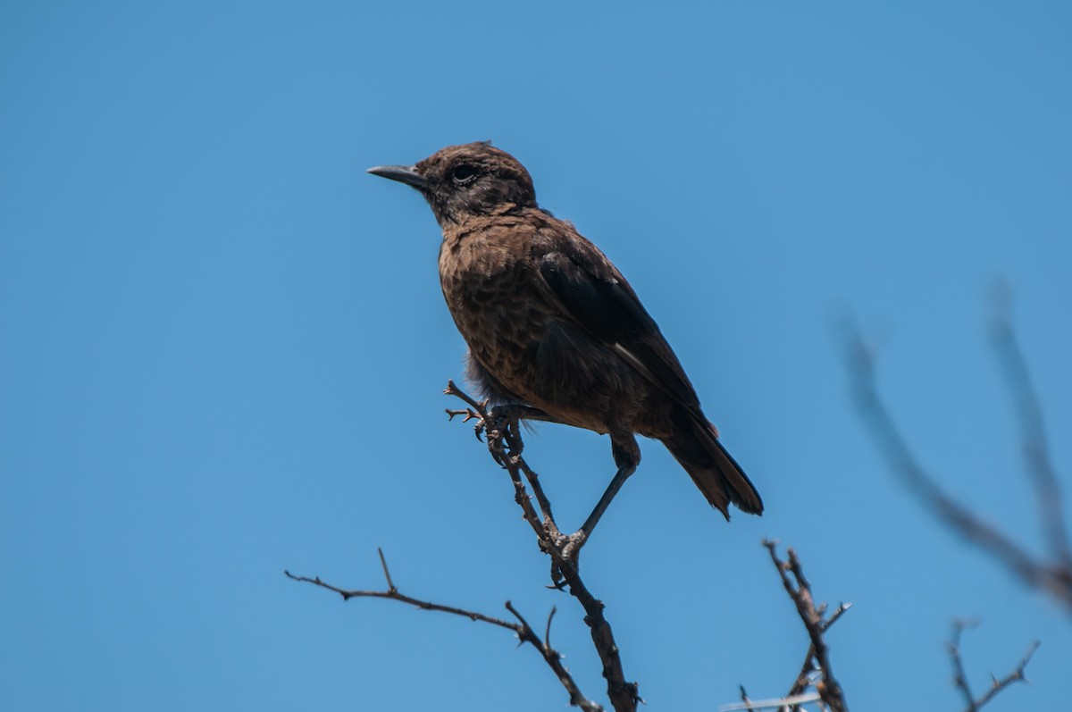 Zorzal Hormiguero Meridional - ML618936266