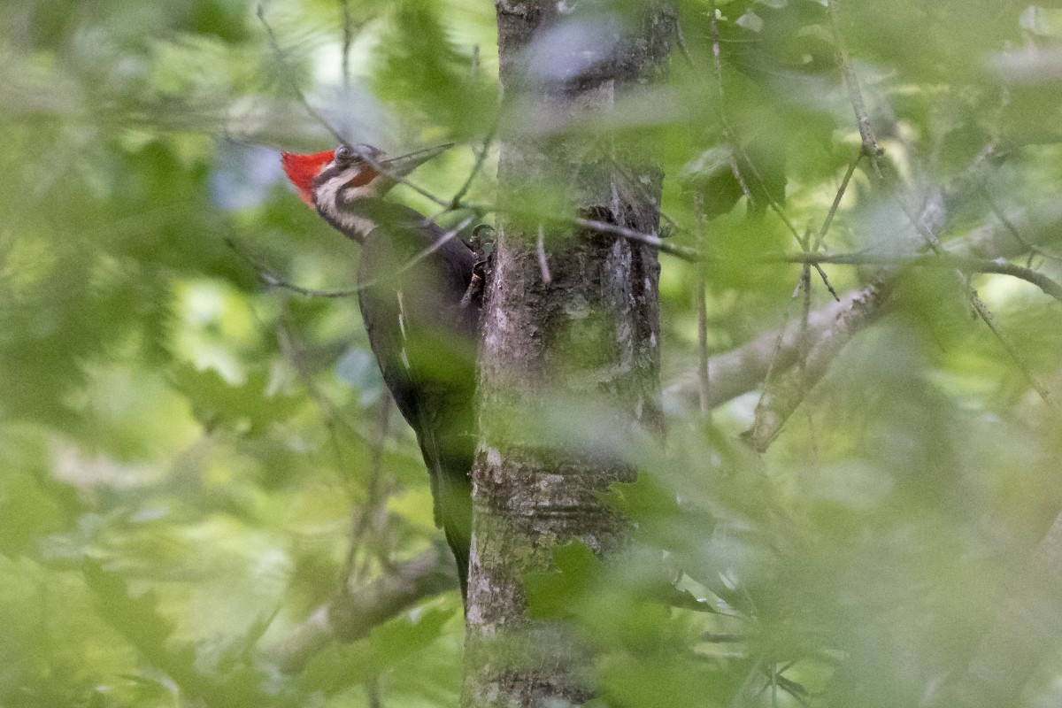 Pileated Woodpecker - Slawomir Dabrowski