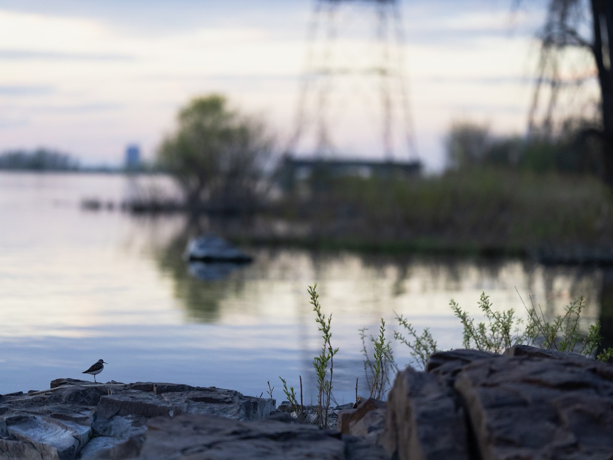 Solitary Sandpiper - Karim Bouzidi