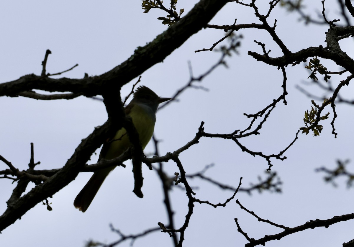 Great Crested Flycatcher - Lisa Goodwin