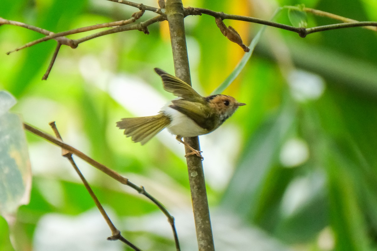 Rufous-faced Warbler - Oscar Vazquez