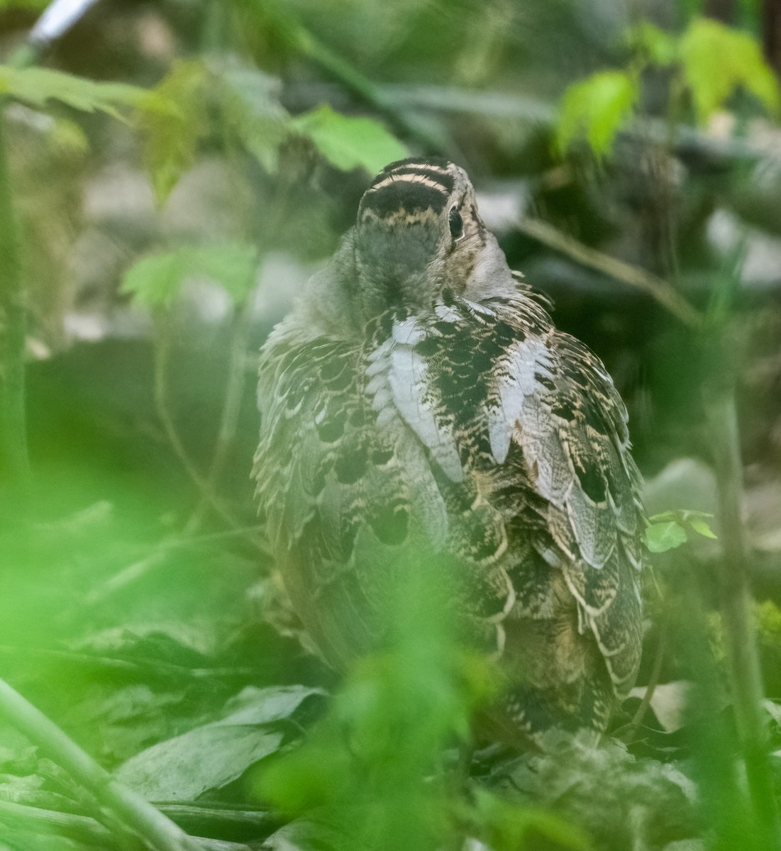 American Woodcock - ML618936300