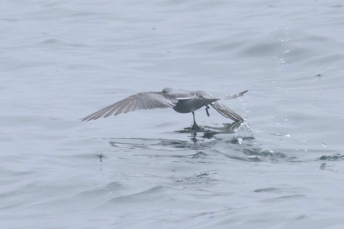 Fork-tailed Storm-Petrel - ML618936302