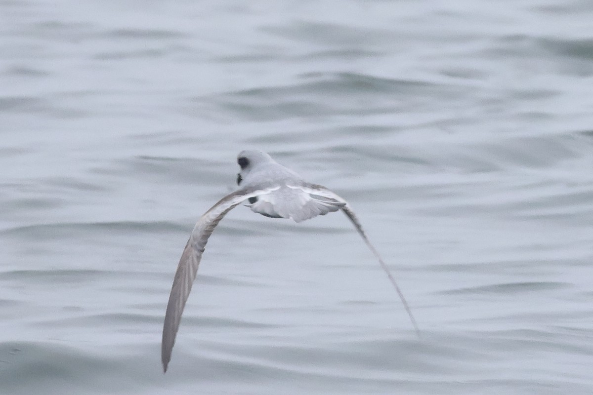 Fork-tailed Storm-Petrel - Sam Darmstadt