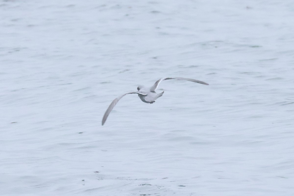 Fork-tailed Storm-Petrel - Sam Darmstadt