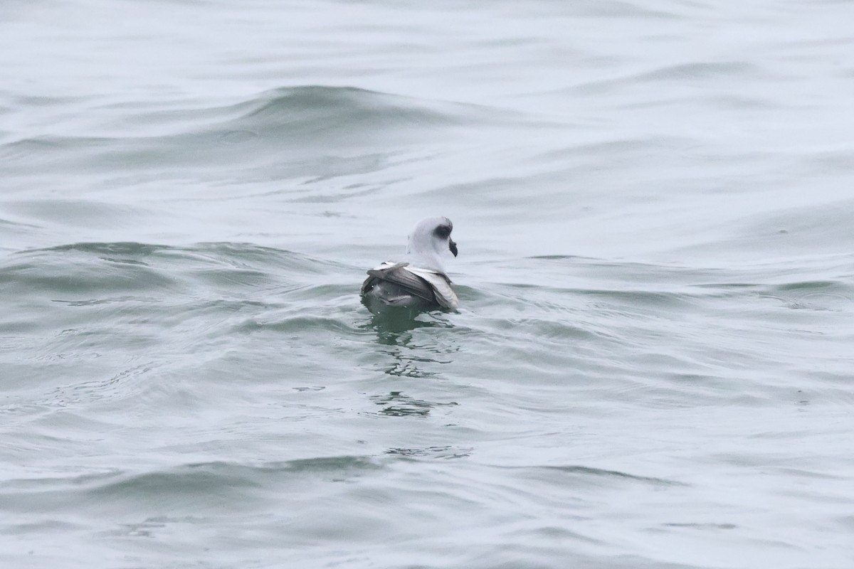 Fork-tailed Storm-Petrel - ML618936310