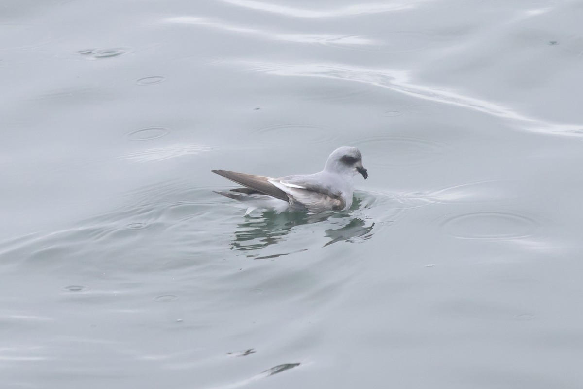 Fork-tailed Storm-Petrel - Sam Darmstadt