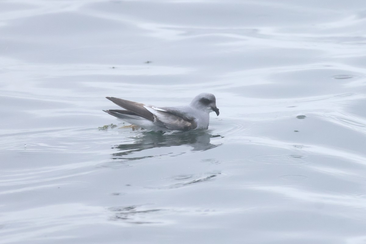 Fork-tailed Storm-Petrel - Sam Darmstadt