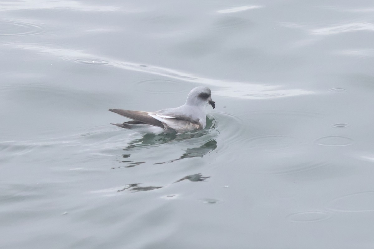 Fork-tailed Storm-Petrel - Sam Darmstadt