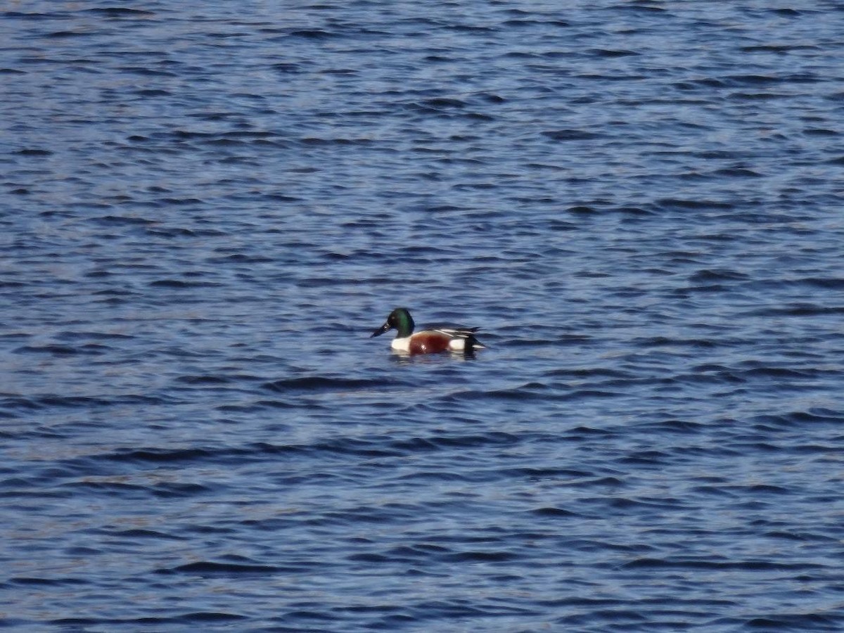 Northern Shoveler - ML618936318