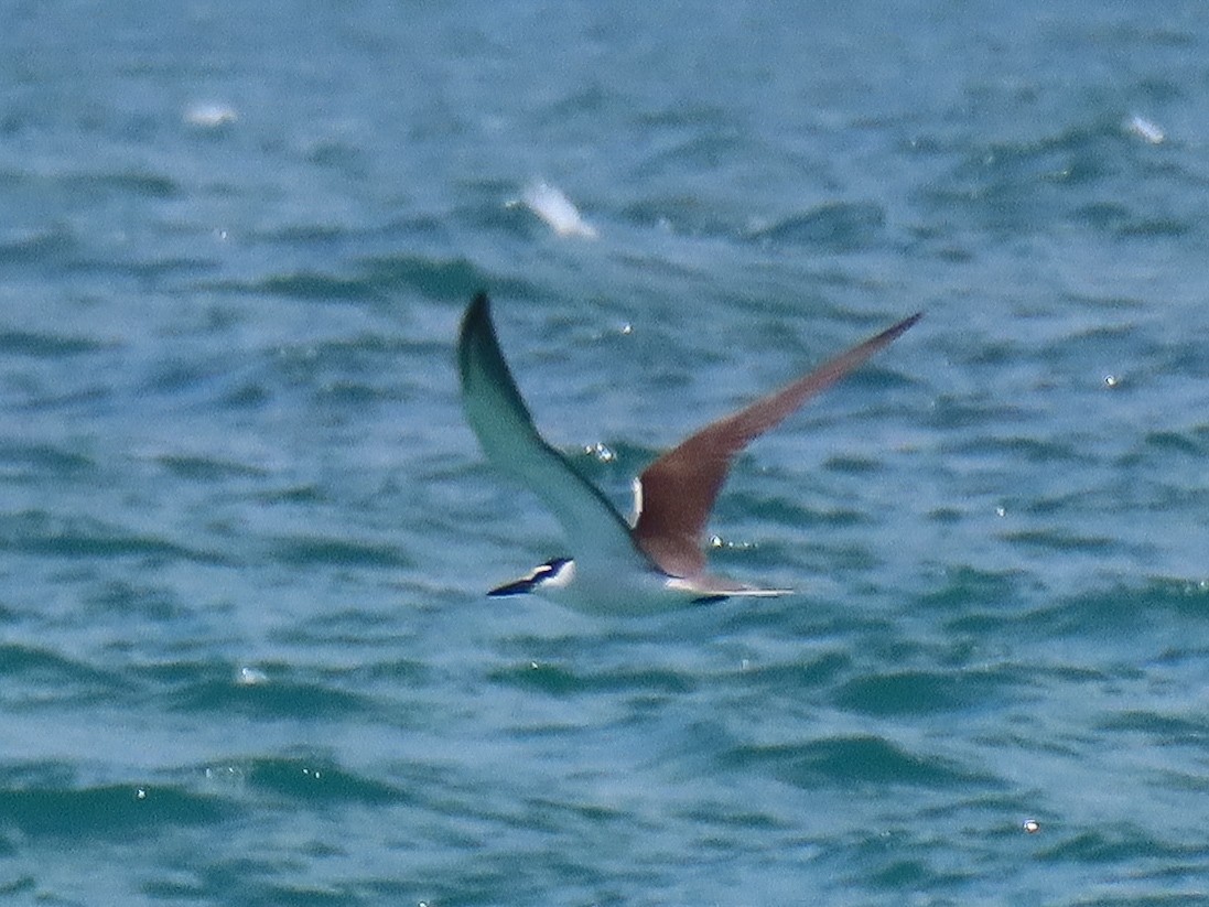 Bridled Tern - ML618936319