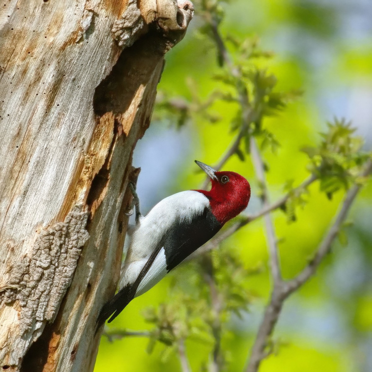 Red-headed Woodpecker - Thomas Burns