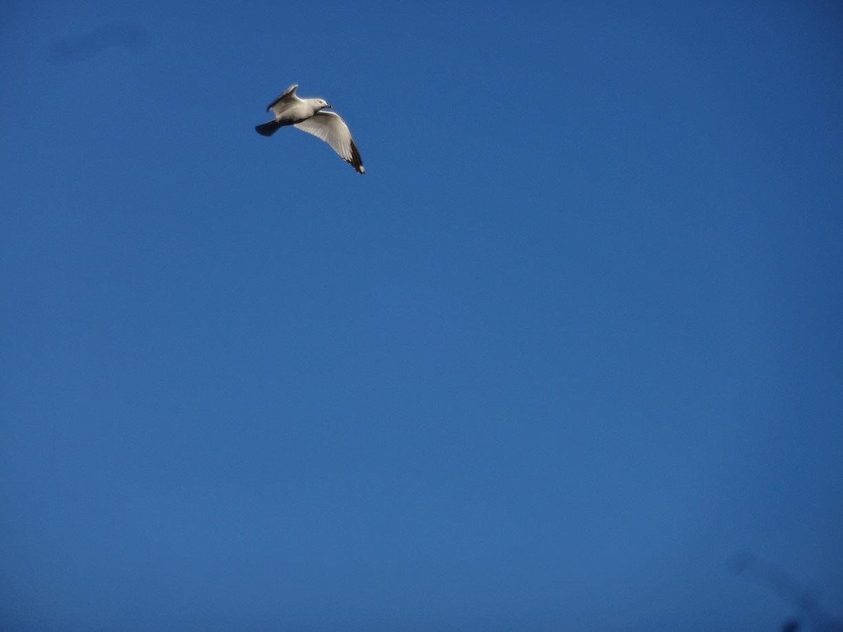 Ring-billed Gull - ML618936321