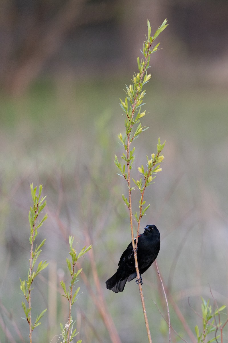 Red-winged Blackbird - Karim Bouzidi