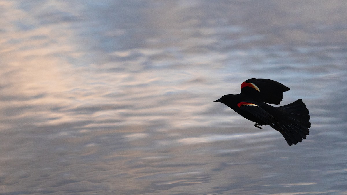 Red-winged Blackbird - Karim Bouzidi