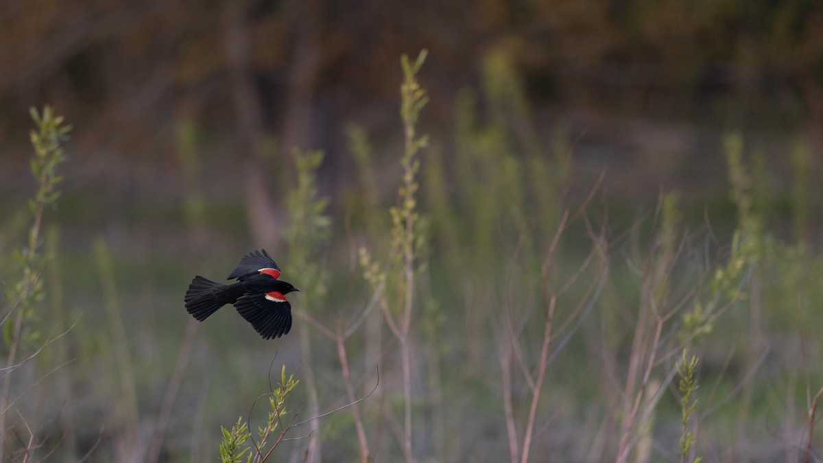 Red-winged Blackbird - Karim Bouzidi