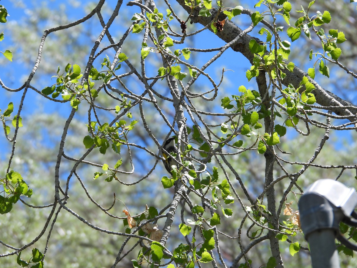 lesňáček žlutoskvrnný (ssp. coronata) - ML618936337