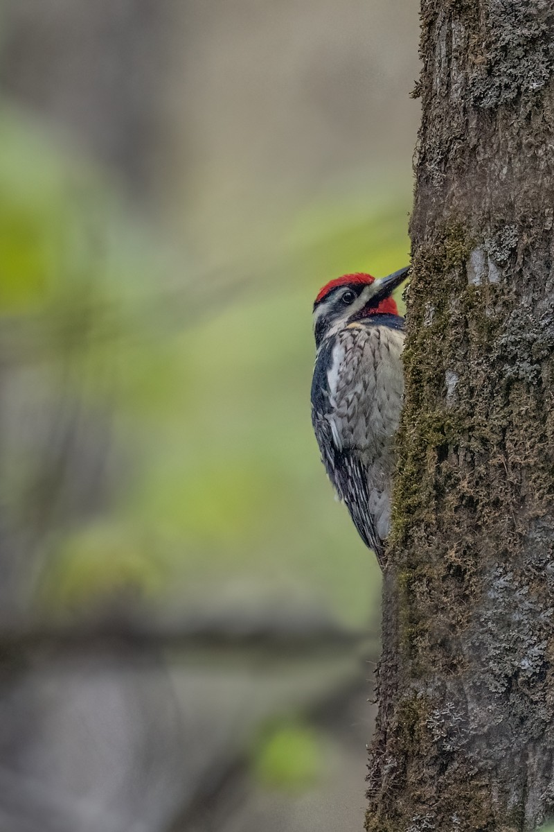 Yellow-bellied Sapsucker - Sylvie Desmeules