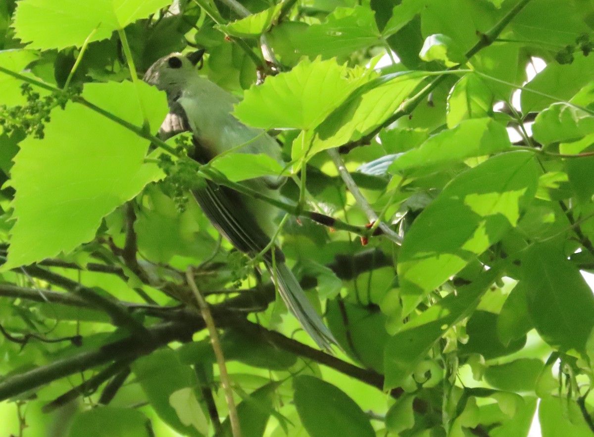 Tufted Titmouse - ML618936357