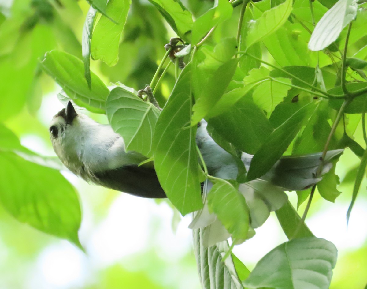 Tufted Titmouse - ML618936358