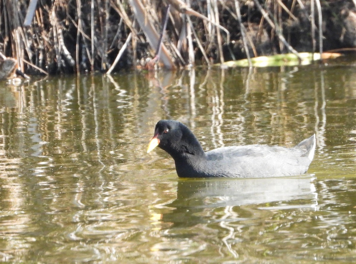 Red-fronted Coot - ML618936361