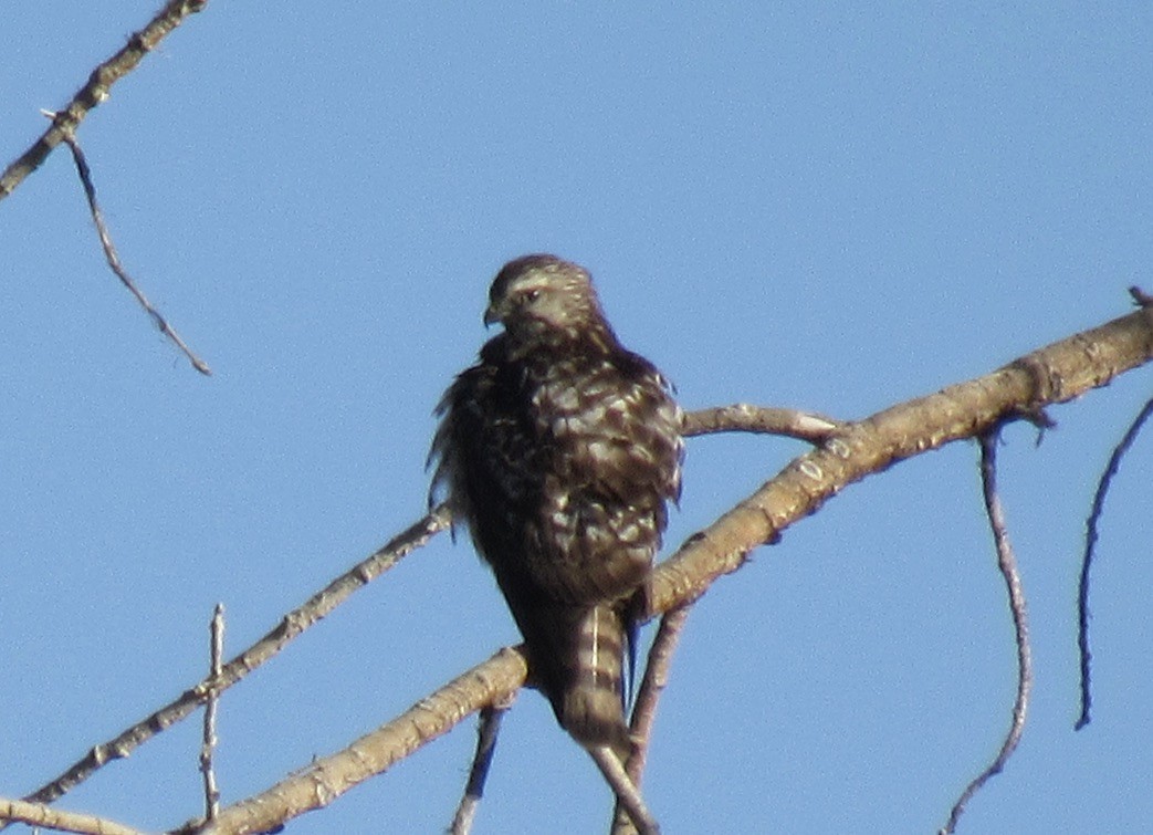 Broad-winged Hawk - Laurel Armstrong