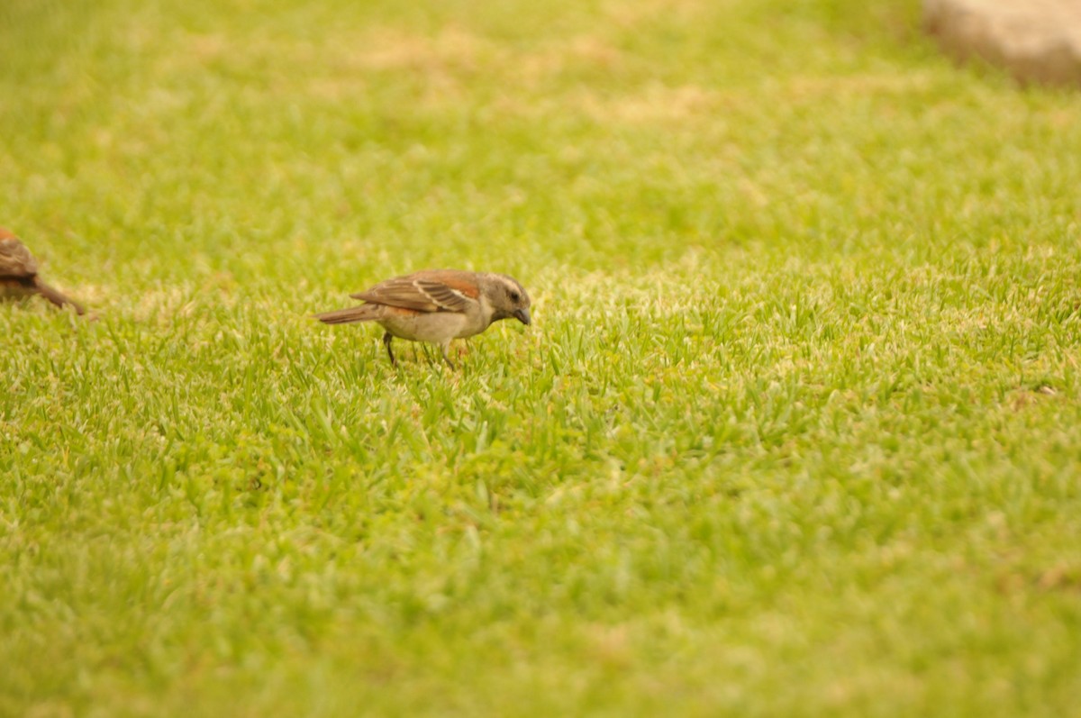 Moineau mélanure - ML618936364