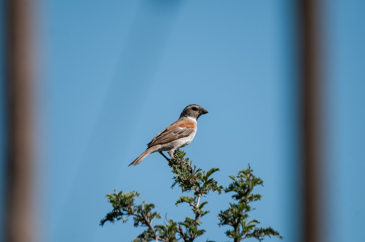 Moineau mélanure - ML618936365