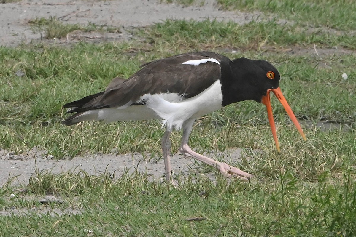 American Oystercatcher - ML618936378