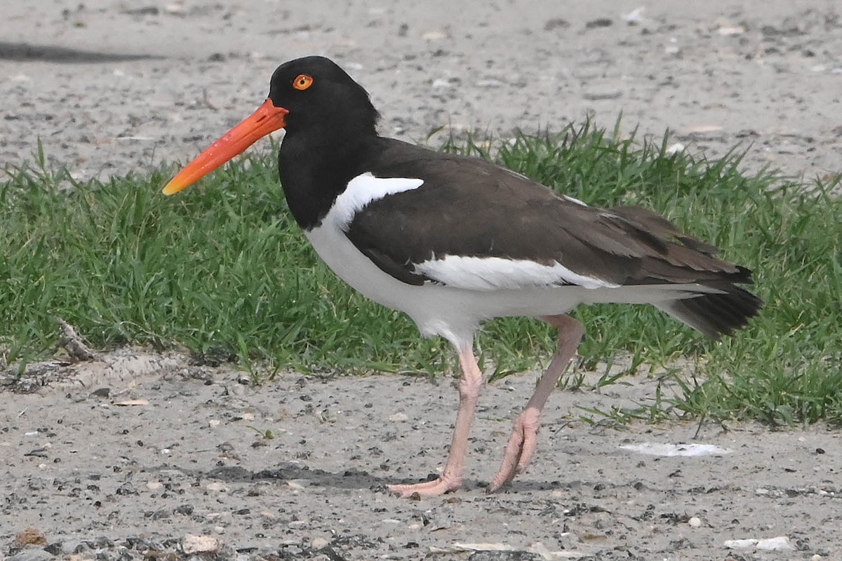 American Oystercatcher - Troy Hibbitts