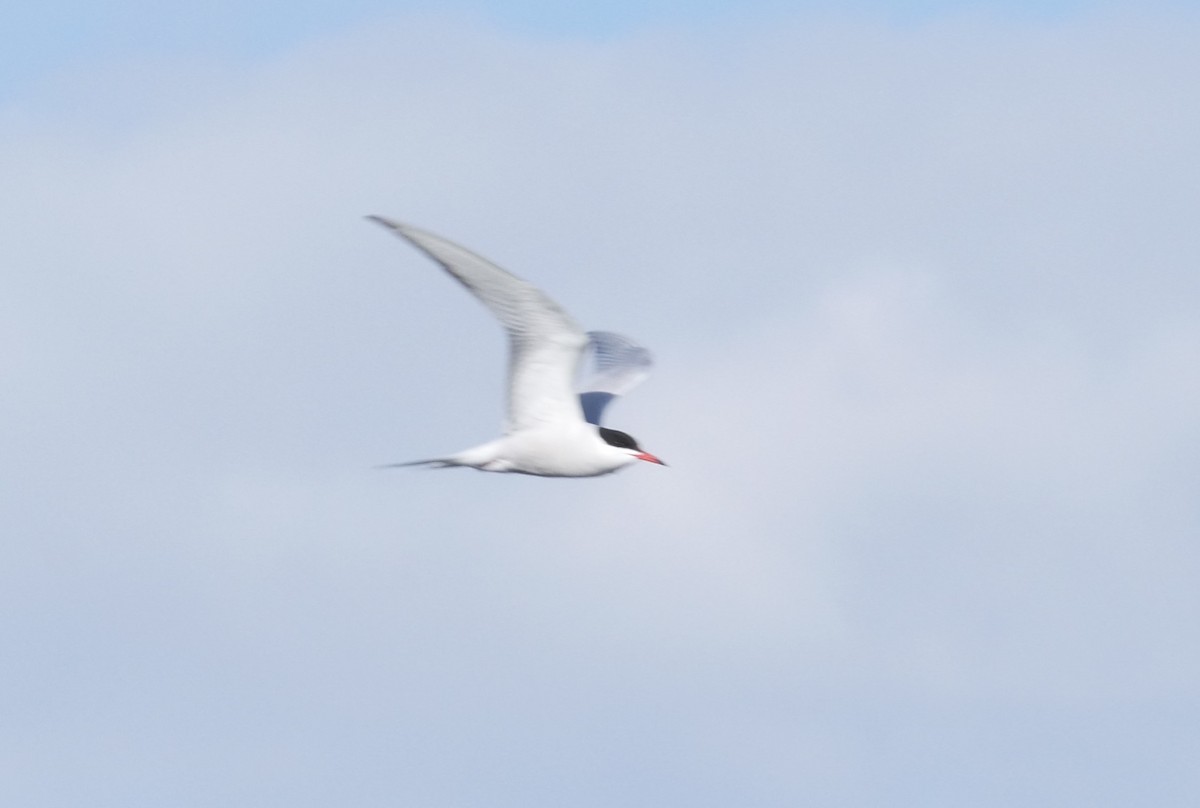 Common Tern - Francine Tanguay