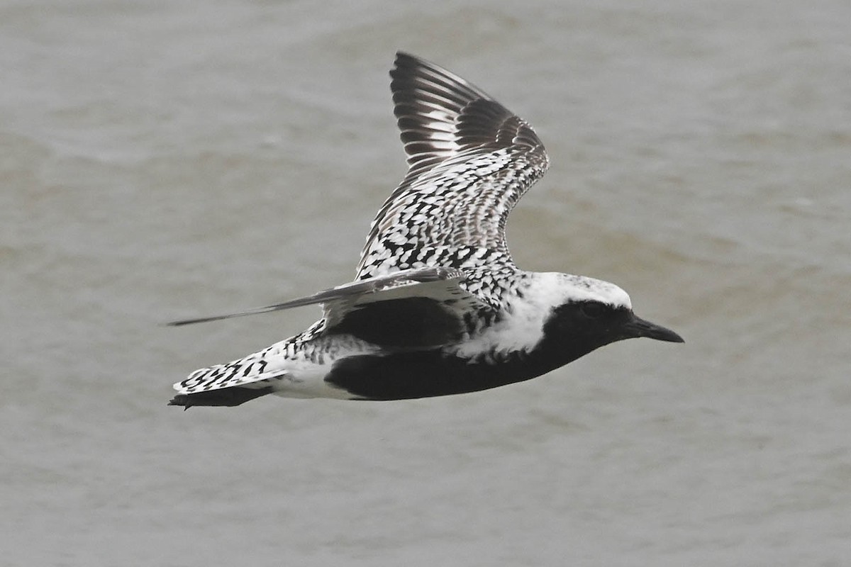 Black-bellied Plover - Troy Hibbitts