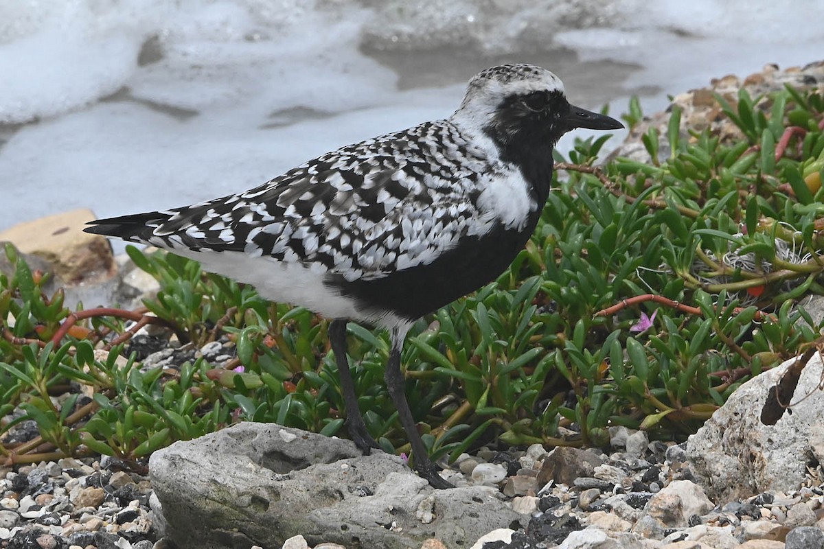 Black-bellied Plover - Troy Hibbitts