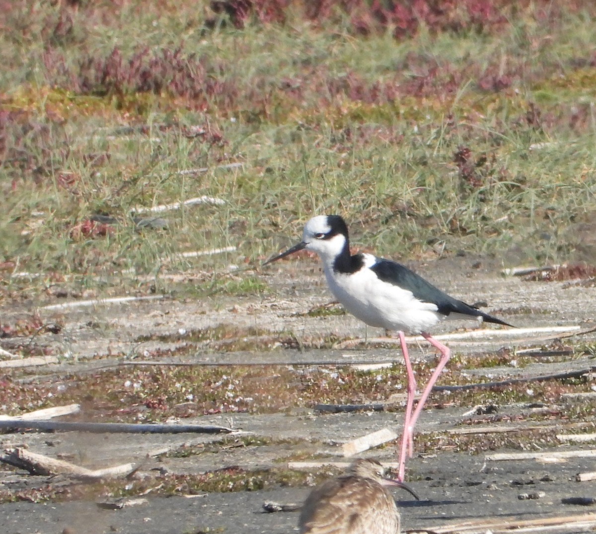 Black-necked Stilt - Sara Harris