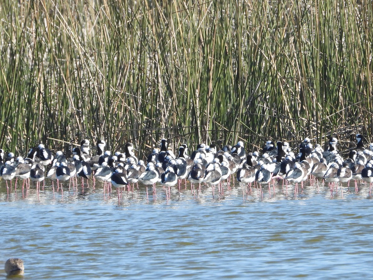 Black-necked Stilt - Sara Harris