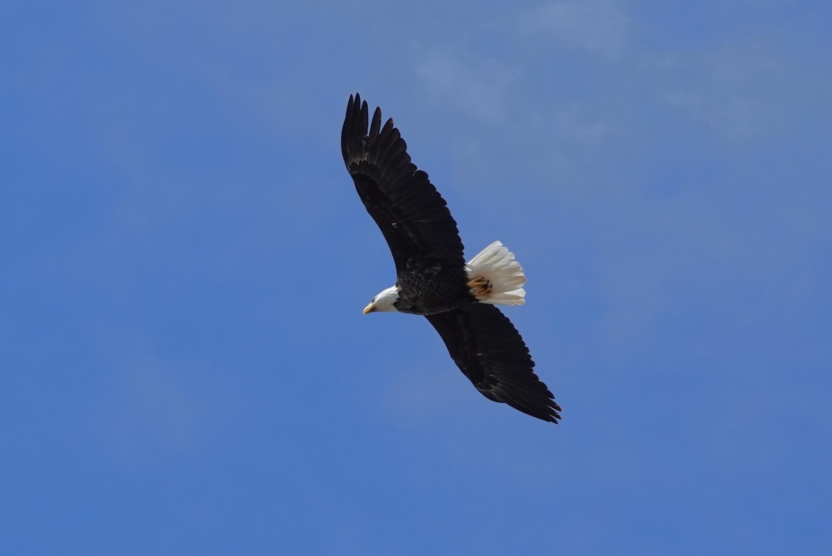 Bald Eagle - Stacey Keefer