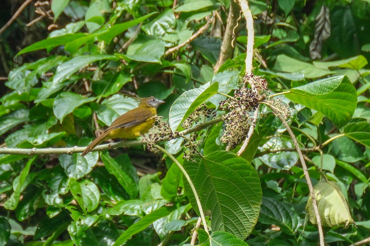 White-throated Bulbul - Oscar Vazquez