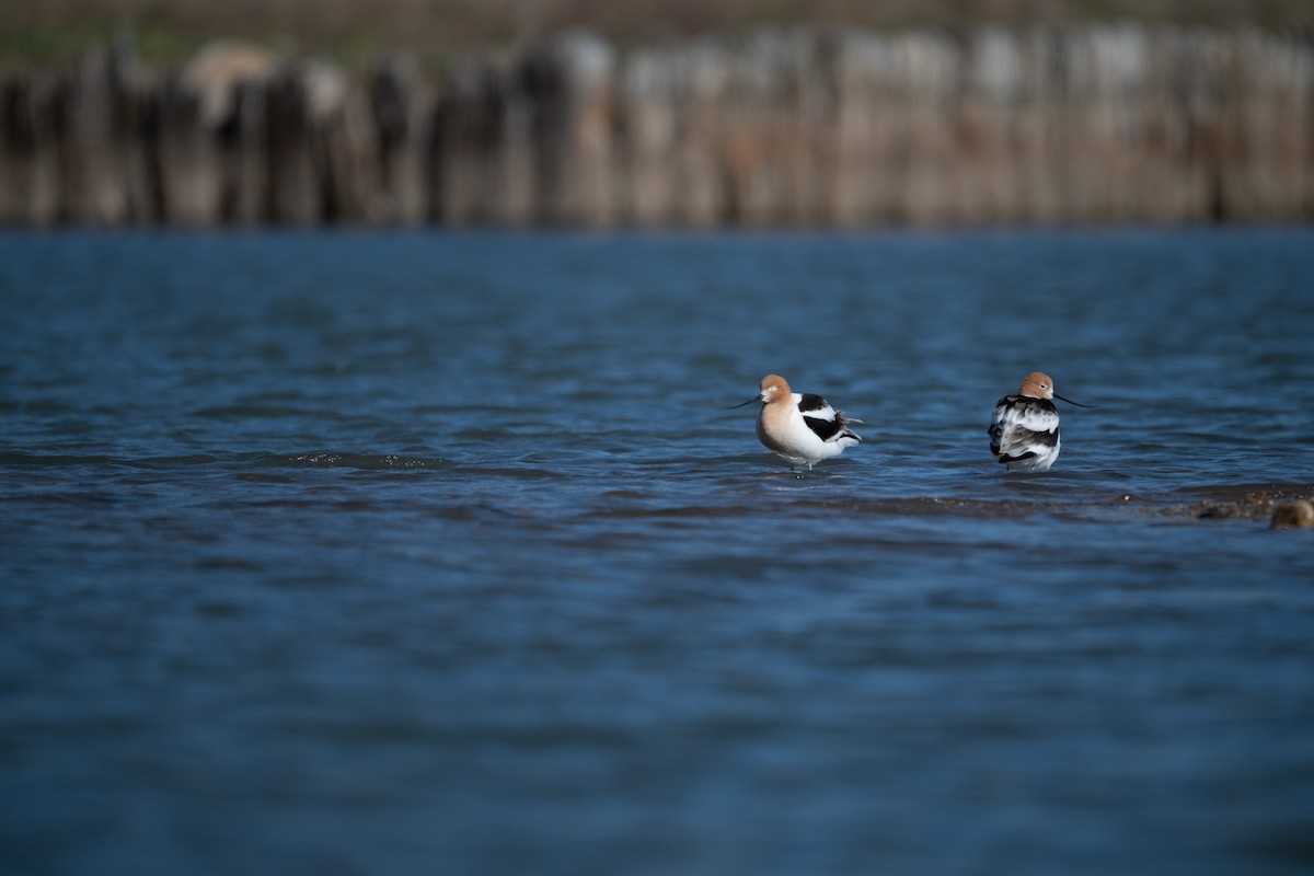 American Avocet - Tarik Shahzad